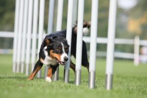 hundesport (4)