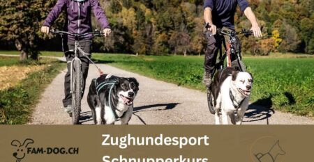 Schnupperkurs Zughundesport Schnupperkurs Zughundesport