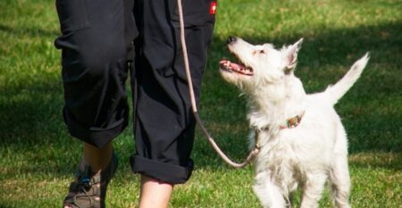 Leine Neutral Leine Neutral